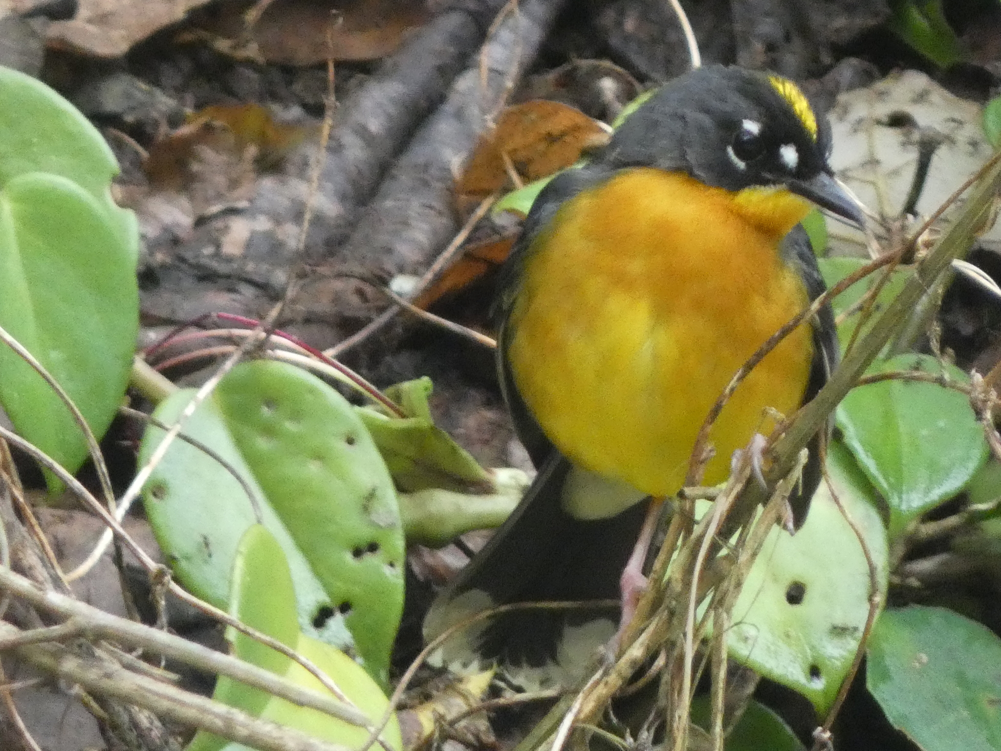 Fan-tailed Warbler (Basileuterus lachrymosus), photo 2