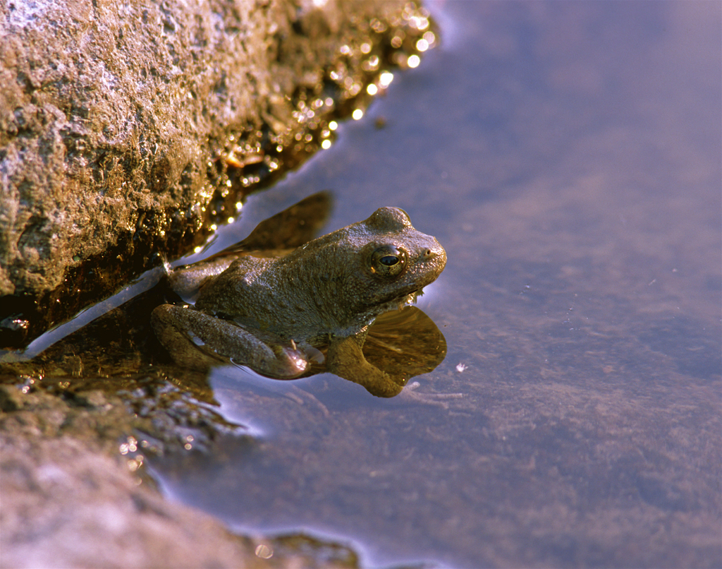 foothill-yellow-legged-frog-in-july-2000-by-herper47-inaturalist