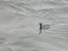Urile pelagicus