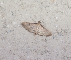 Marasmia cochrusalis