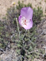 Calochortus palmeri