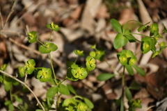 Euphorbia roemeriana