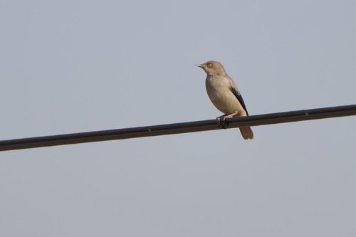 White-shouldered Starling