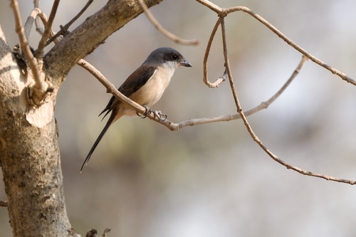 Burmese Shrike