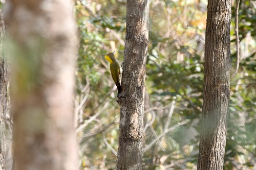 Greater Yellownape
