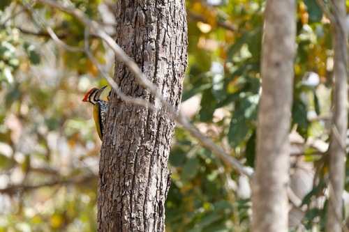 Common Flameback