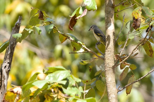 Rosy Minivet