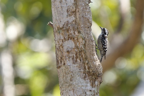 Gray-capped Pygmy Woodpecker