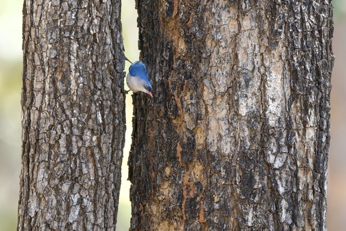 Velvet-fronted Nuthatch