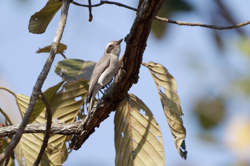 Common Woodshrike