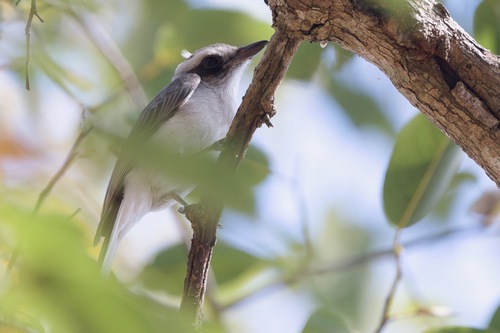 Common Woodshrike