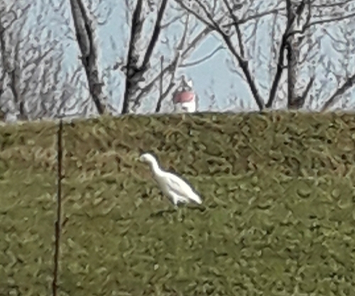 iNaturalist: (c) silviatorelli, some rights reserved (CC BY-NC), uploaded by silviatorelli iNaturalist image