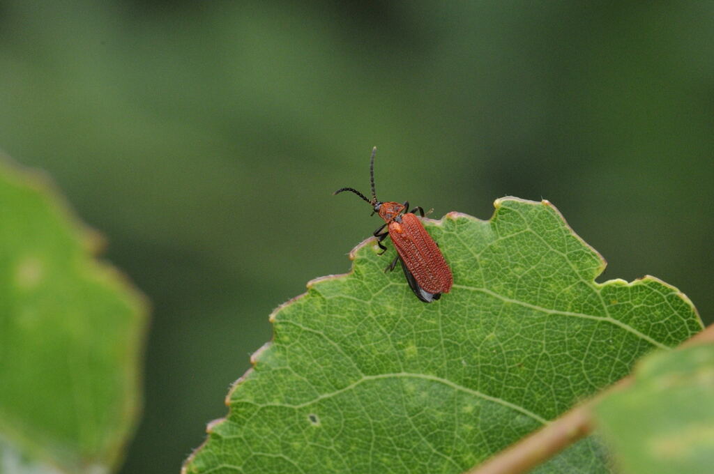 Benibotarus taygetanus