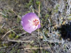 Calochortus palmeri
