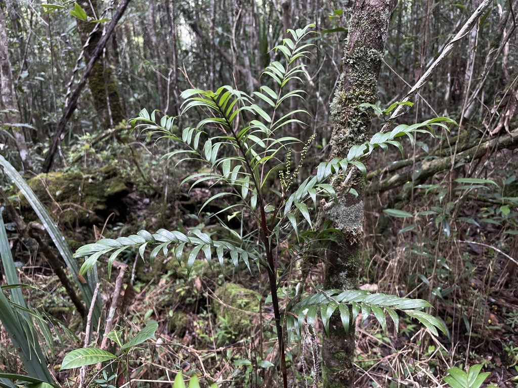 Foto de Dypsis concinna