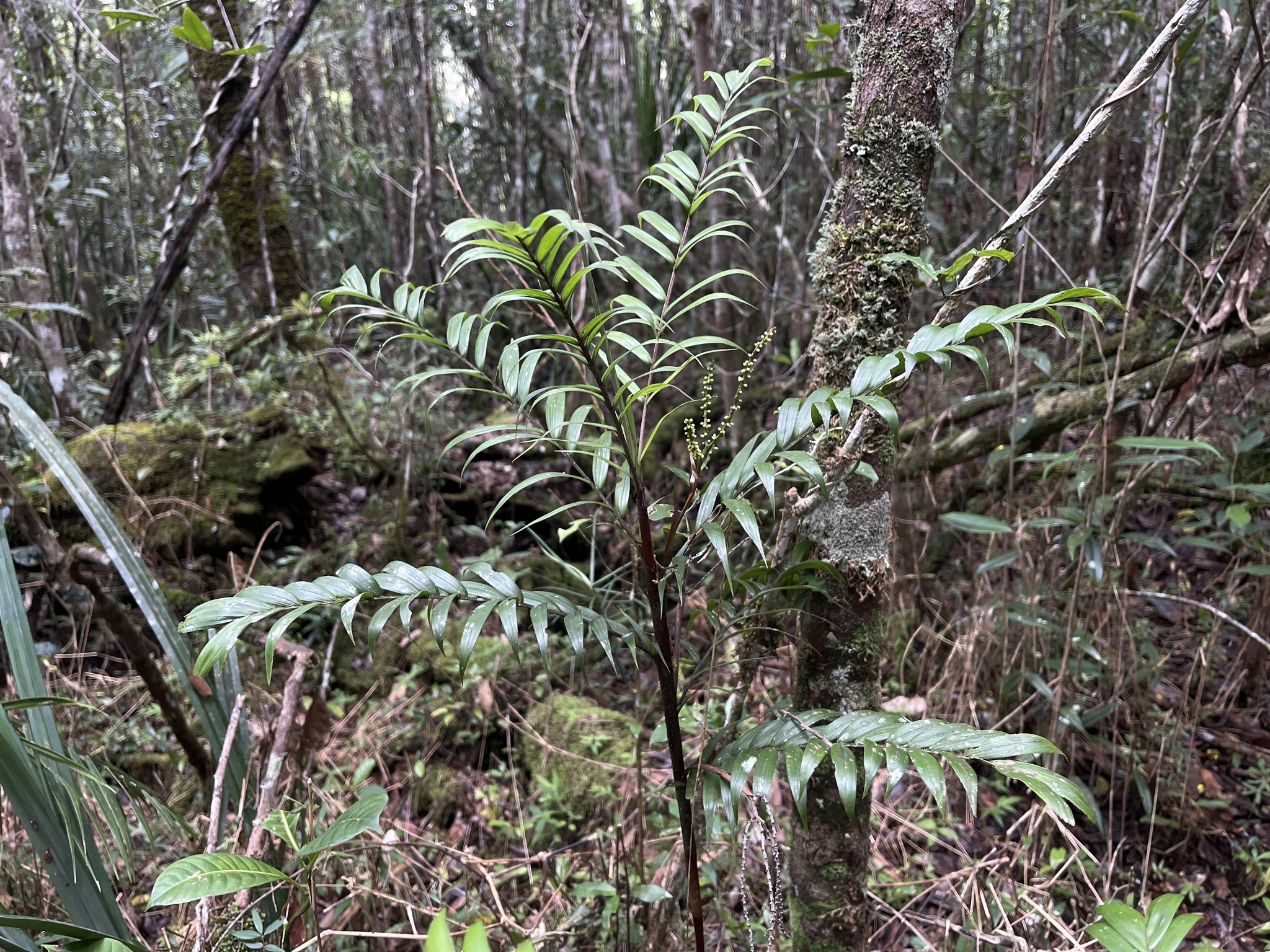 Imagem de Dypsis concinna