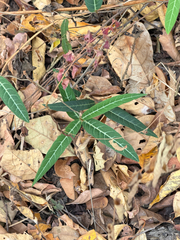 Climbing Milkweed (Zygostelma benthamii)