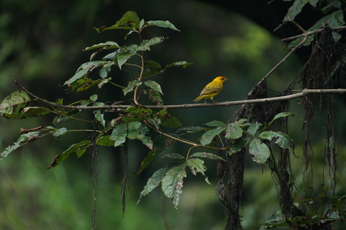 Orange-fronted Yellow Finch (Sicalis columbiana), photo 8