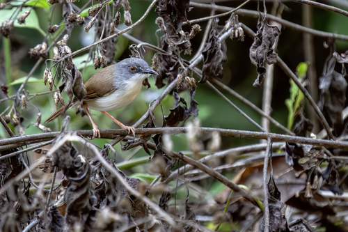 Rufescent Prinia (Prinia rufescens), photo 3