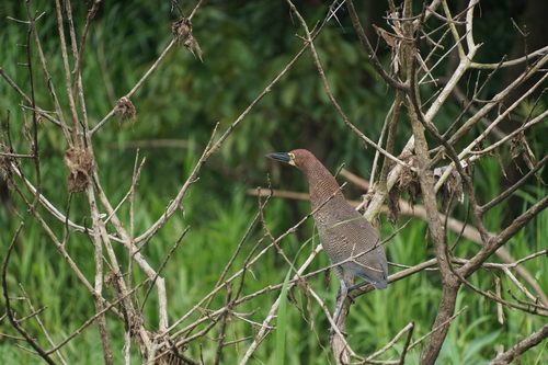 Rufescent Tiger Heron (Tigrisoma lineatum), photo 7
