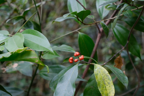Gynochthodes parvifolia, photograph 6