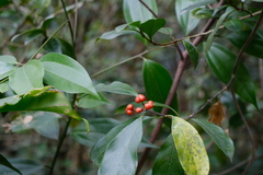 Gynochthodes parvifolia, photograph 王天明, CC BY, iNaturalist via GBIF
