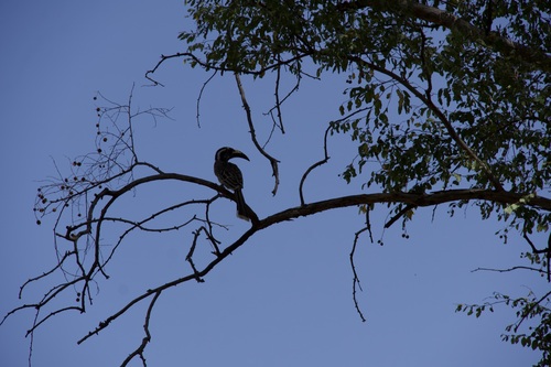 Lophoceros nasutus nasutus