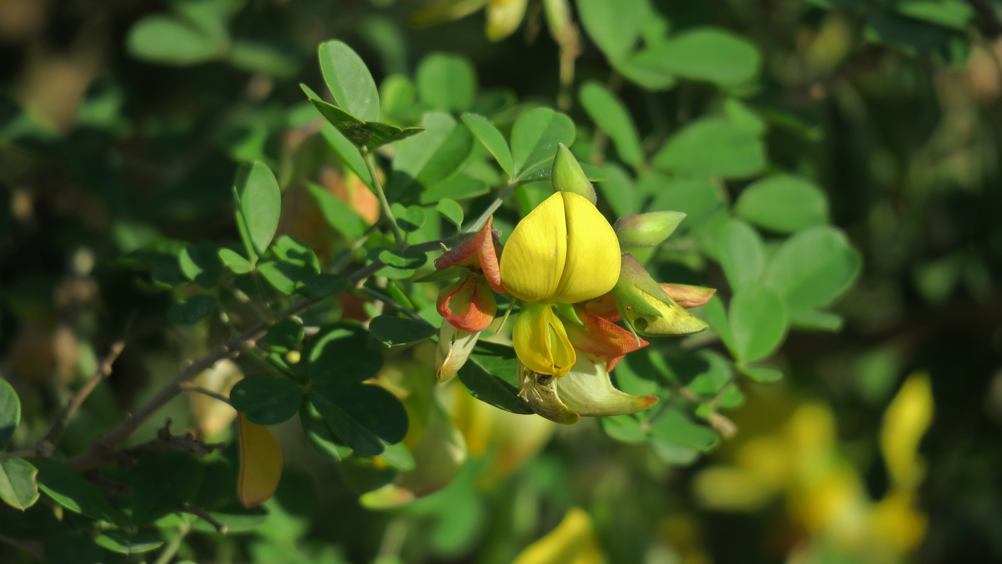 Crotalaria capensis
