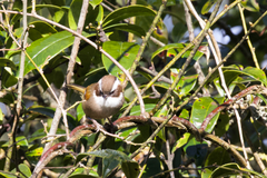 Fulvetta vinipectus