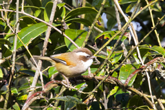 Fulvetta vinipectus