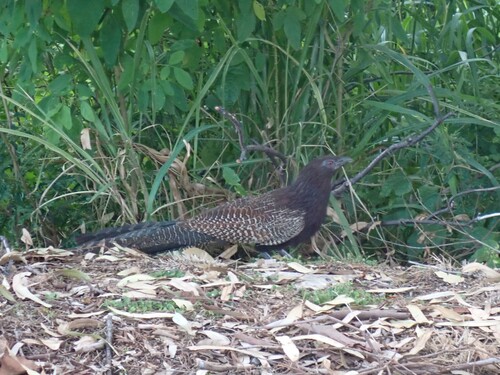 Pheasant Coucal (Centropus phasianinus), photo 4