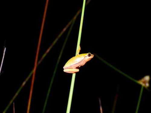 Lagoa Santa Tree Frog