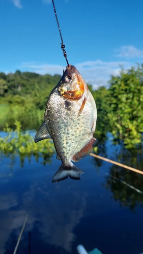 Redcheek Piranha