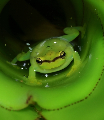 Bahia Heart-tongued Frog, Phyllodytes melanomystax