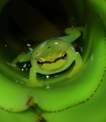 Bahia Heart-Tongued Frog photo 3