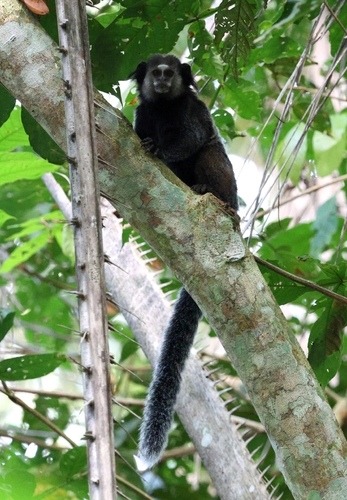 Wied's Marmoset