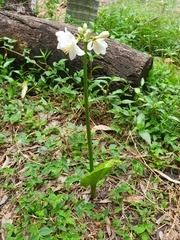 Proiphys cunninghamii