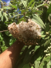 Pluchea carolinensis