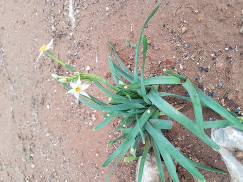 Bunch-flowered Daffodil