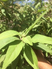 Pluchea carolinensis