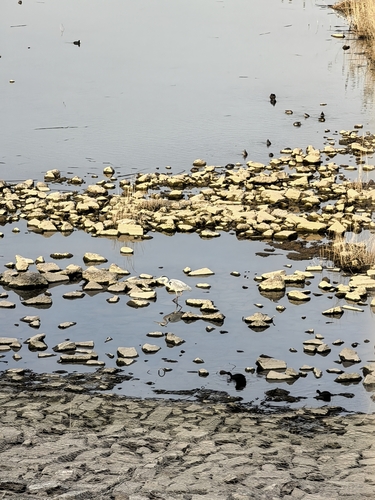 iNaturalist: (c) zcguoxia, some rights reserved (CC BY-NC), uploaded by zcguoxia iNaturalist image