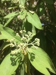 Pluchea carolinensis