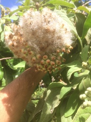 Pluchea carolinensis