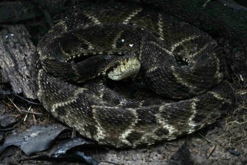 Common Lancehead