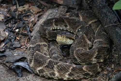 Common Lancehead