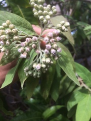 Pluchea carolinensis