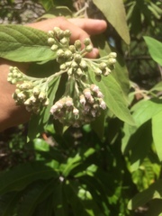 Pluchea carolinensis