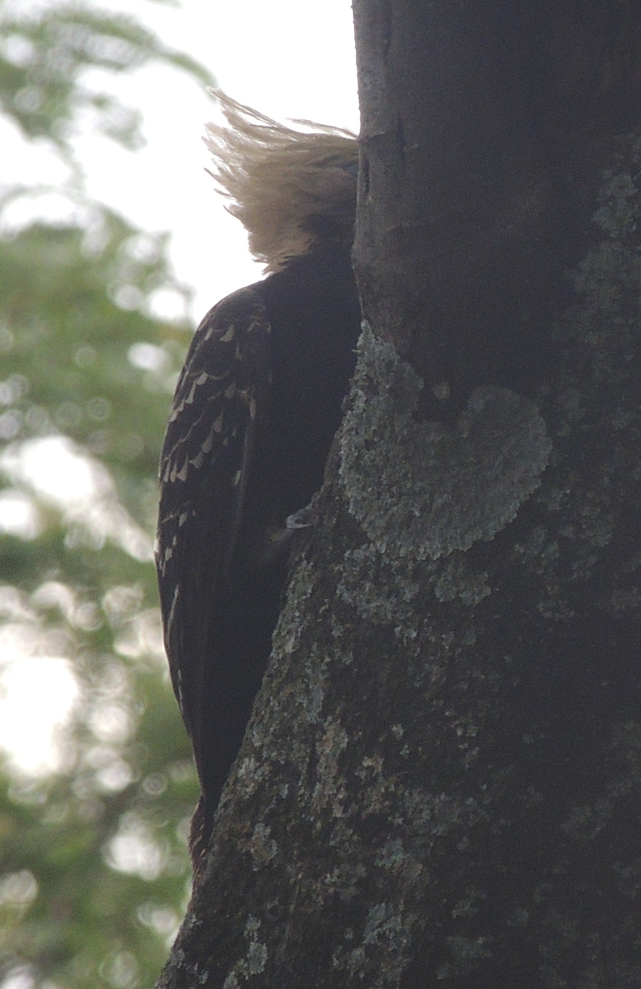 Blond-crested Woodpecker (Celeus flavescens), photo 6