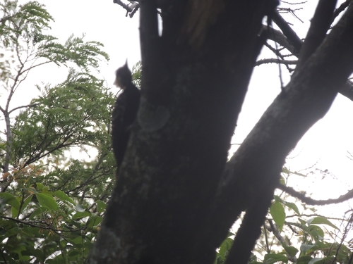 Blond-crested Woodpecker (Celeus flavescens), photo 5