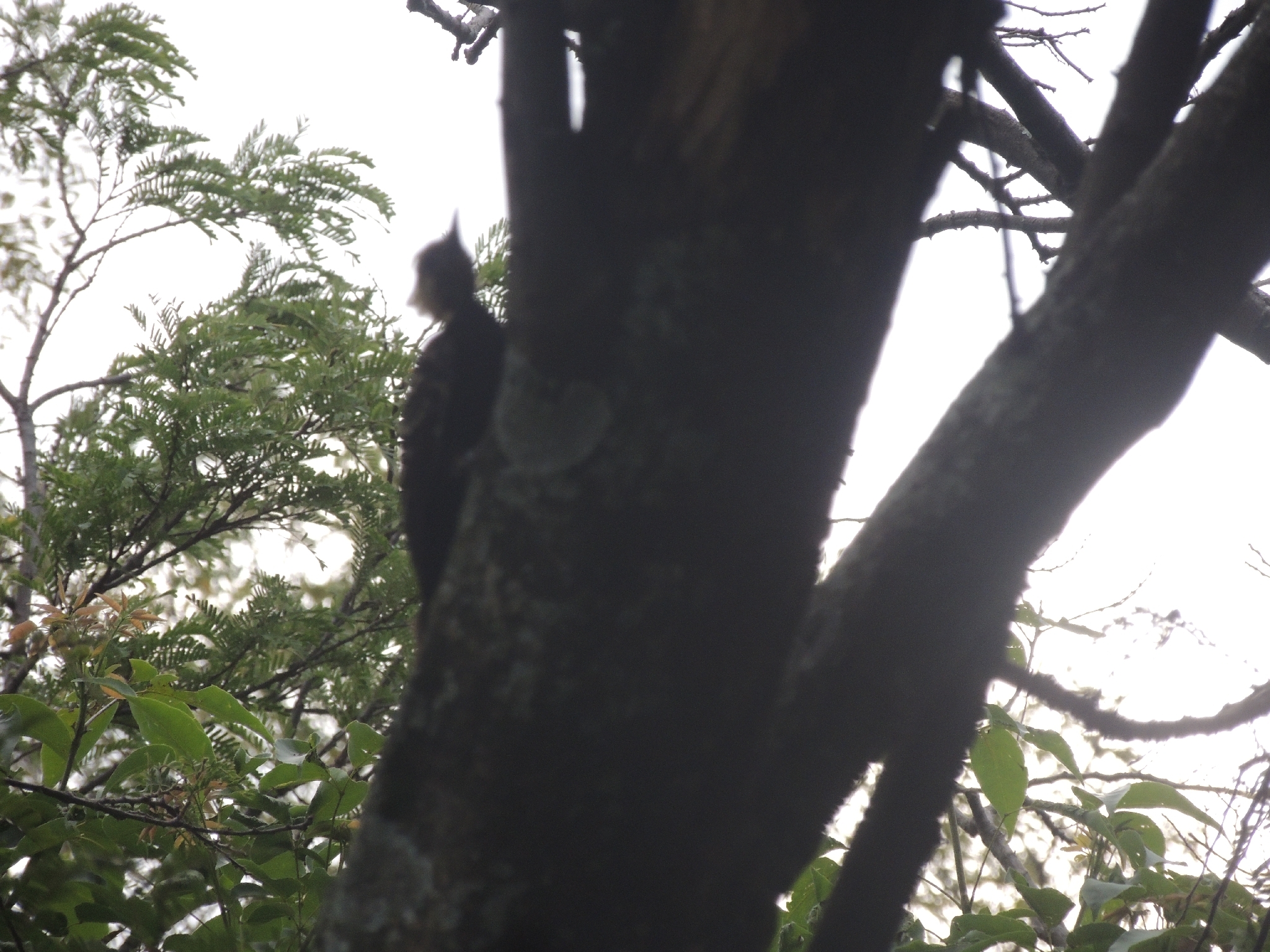 Blond-crested Woodpecker (Celeus flavescens), photo 7